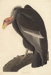 Californische gier, 1838